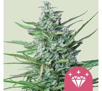 Royal Queen Seeds Graines De Special #1 Féminisées 1 Pcs