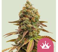 Royal Queen Seeds Graines De Special Queen #1 Féminisées 1 Pcs