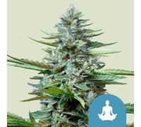 Royal Queen Seeds Graines De Stress Killer Auto (Riche En ) 5 Pièces