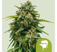 Royal Queen Seeds Graines De Sweet Skunk Auto 5 Pièces