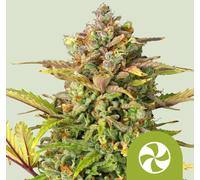 Royal Queen Seeds Graines De Sweet Zz Auto 3 Paires.