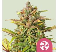 Royal Queen Seeds Graines De Sweet Zz Féminisées 3 Paires.