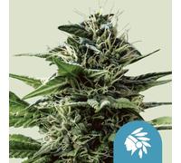 Royal Queen Seeds Graines De Tatanka Pure Féminisées (Riche En ) 3 Paires.