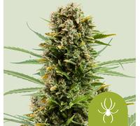 Royal Queen Seeds Graines De White Widow Auto 1 Pcs