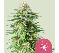 Royal Queen Seeds Graines De White Widow Féminisées 5 Pièces