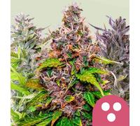 Royal Queen Seeds Mélange De Graines De Cannabis Féminisées 3 Paires.