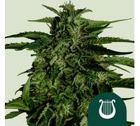 Royal Queen Seeds Seeds Apollo F1 Auto 3 Paires.
