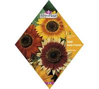 Royalfleur PFRV00491 Graines de Soleil Beauté d'Automne