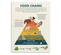 RUAJOGYNVM Wildlife Ecology Chart Food Web and Chain Poster Canvas Print for Museum Gift Shop and University Dorm Decor(Framed,08x12inch(20x30cm))