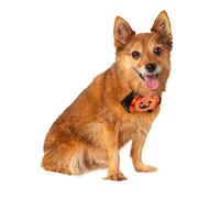 Rubies Jack O'Lantern and Ghost Ensemble de collier amusant et mignon pour animaux de compagnie pour fêtes à thème et Halloween, taille unique