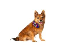 Rubies Spider & Bat Ensemble de collier amusant et mignon pour animaux de compagnie pour fêtes à thème et Halloween, taille unique