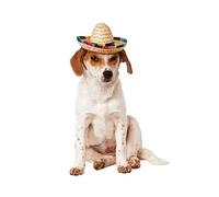 Rubis Officielle Pet Costume pour Chien, Sombrero - Taille M/L