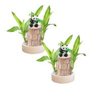 Rubu22a Plantes de Bambou Porte-Bonheur d'intérieur - Souche d'arbre Artificielle - Souche en Bois - Mini Bois Porte-Bonheur du Brésil (Bois brésilien + poupée 1) (2, A)
