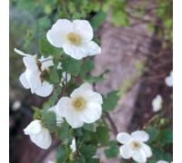 Rubus hybr. 'Benenden' - Framboise d'ornement 'Benenden' 30- 40 cm - Conteneur