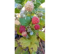 Rubus idaeus Blissy® 'Autumn bliss' / Framboisier Blissy® 'Autumn bliss' (Remontant) / Conteneur de 3 à 4 litres