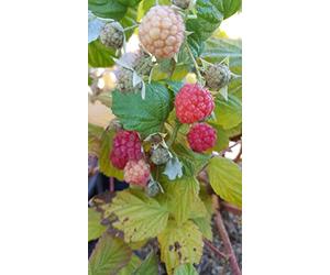 Rubus idaeus Blissy® 'Autumn bliss' / Framboisier Blissy® 'Autumn bliss' (Remontant) / Conteneur de 3 à 4 litres