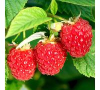 Rubus idaeus, le framboisier d'été, cultivez votre propre plante fruitière dans un pot de jardin.