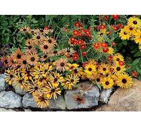Rudbeckia Chim Chiminee - Rudbeckia hirta - vivace