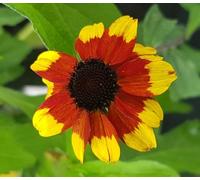 Rudbeckia triloba 'Prairie Glow' / Rudbéckia à 3 feuilles/Conteneur de 3 à 4 litres/Vivace à floraison estivale