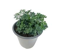 Rue Plante Naturelle d’Extérieur - Pot de 13 cm - Plante Aromatique pour Terrasse et Jardin