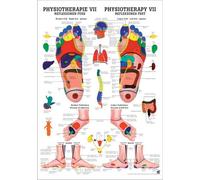 Ruediger Anatomie MIPOPHYSVIILAM Tableau de réflexologie avec zones réfléchissantes 24 x 34 cm