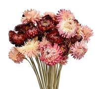 RUGBOL 40 Pcs de Fleurs Séchées, Immortelles Naturelles Chrysanthèmes pour Décoration DIY de la Maison, Salon et Chambre à Coucher