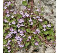 Ruine de Rome - Cymbalaria muralis, vivace