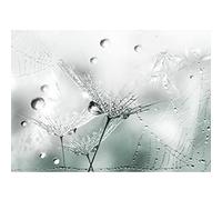 Runa Art Papier peint intissé Pissenlit 352 x 250 cm Toison Mur XXL Tableaux Muraux Tapisserie Photo Décoration Murale Salon Chambre Turquoise 9557011c