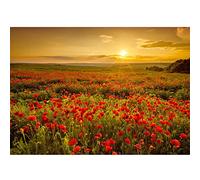 Runa Art Papier peint intissé Prairie fleurie Coquelicots 352 x 250 cm Toison Mur XXL Tableaux Muraux Tapisserie Photo Décoration Murale Salon Chambre Coucher de soleil 9592011a