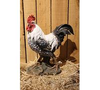 RUNADI Hi- Line Gift 87961-WT Black/White Rooster Statue