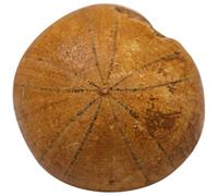 RUNROTOO Échantillon Fossile Ours de Mer 1 Pièce Décoration Miniature Éducative Scientifique pour Bureau et Apprentissage, Spécimen Naturel pour Collection et Kit Paléontologue Garçon