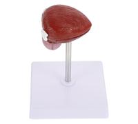 RUNROTOO Modèle Anatomique en 2 Parties en Plastique Marron Vessie Humaine Léger et Portable Maquette Réaliste pour Cours Scientifiques et Enseignement Scolaire