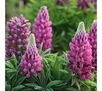 Russell Lupin graines mélangées 30+ graines de fleurs de plantes lupin vivaces colorées pour la plantation de jardin et de jardin facile à cultiver