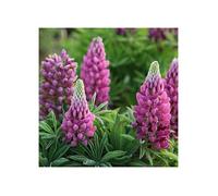 Russell Lupin Graines Mélangées 30+ Graines De Fleurs De Plantes Lupin Vivaces Colorées Pour La Plantation De Jardin Et De Jardin