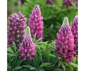 Russell Lupin graines mélangées 30+ graines de fleurs de plantes lupin vivaces colorées pour la plantation de jardin et de jardin facile à cultiver
