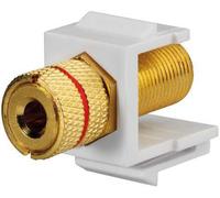 Rutenbeck 17000608 Adaptateur femelle, droit 1 pc(s)