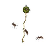 Ruwshuuk Cage pour araignées sauteuses, cage filet pour araignées, sauteurs avec aimants, décoration de terrarium de bureau pour grillades, animaux domestiques, geckos, coléoptères, observation et