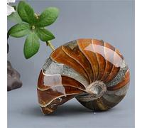 RVBLRDSE 1pc Fossiles d'ammonite en Pierre Originale et Naturelle 200g-700g Convient for Le tirage à la Maison Crystal Specimen (Color : 1pc 200g-300g)