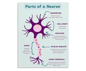 RVBLRDSE Nerve Cell Art Poster The Neuron Synapse Pathway Science Education Home Decor(Unframed,08x12inch(20x30cm))