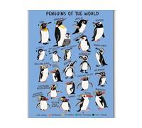 RVBLRDSE Room Educational - Penguin of the World Species Chart Wall-Art for Nursery, Playroom and Classroom(Framed,08x12inch(20x30cm))