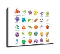 RVBLRDSE The Human Microbiome Poster, Good & Bad Bacteria Chart, Educational Wall Art for Biology Students, Nurses, Science Teacher Gift(Unframed,08x12inch(20x30cm))
