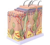 Ryanong 50 fois le modèle 3D de la peau humaine avec augmentation de l'anatomie tridimensionnelle majeure des follicules pileux transpirant tissu gras