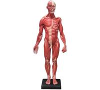 Ryanong 60 cm anatomie humaine anatomique crâne tête corps modèle muscle os modèle masculin résine art anatomique modèle enseignant pour étudiant en médecine, laboratoire et salle de classe.