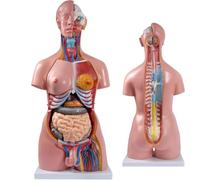 Ryanong 85 cm, modèle de corps humain, anatomie, torse, 86 cm, poupée médicale, unisexe, 23 pièces amovibles, organes éducatifs pour l'apprentissage des sciences