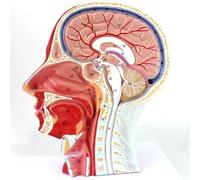 Ryanong Demi-tête humaine modèle anatomique de muscle de tête, cavité nasale grandeur nature, modèle d'enseignement de l'anatomie du cerveau avec détails superficiels neurovasculaires et musculaires