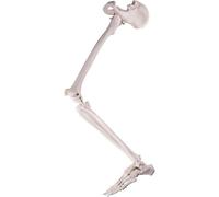 Ryanong Ensemble de squelette de jambe humaine avec tous les os de jambe, modèle de squelette humain du membre inférieur, articulation de la hanche amovible et pied entièrement articulé pour les aides