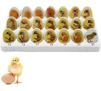 Ryanong Ensemble d'exploration du cycle de vie de poussin 21 pièces, modèle de croissance d'embryons, processus de développement d'éclosion d'œufs, modèle d'enseignement biologique, enfants, unisexe.