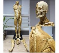 Ryanong Figurine anatomique masculine de 58,4 cm, modèle anatomique du corps humain, muscle et squelette pour l'école et l'enseignement