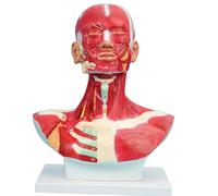 Ryanong Humain - Anatomie des muscles de la tête et du visage - Modèle anatomique du cou, de la tête, de la poitrine pour l'entraînement, l'apprentissage, le dessin au centre de rééducation, institut