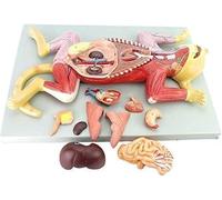 Ryanong Kit de modèle anatomique squelette de chat, modèle de neurolyse musculaire viscérale, modèle anatomique animal, séparé en 10 parties, modèle anatomique animal - pour entraînement éducatif